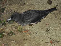 Image of Flesh-footed Shearwater