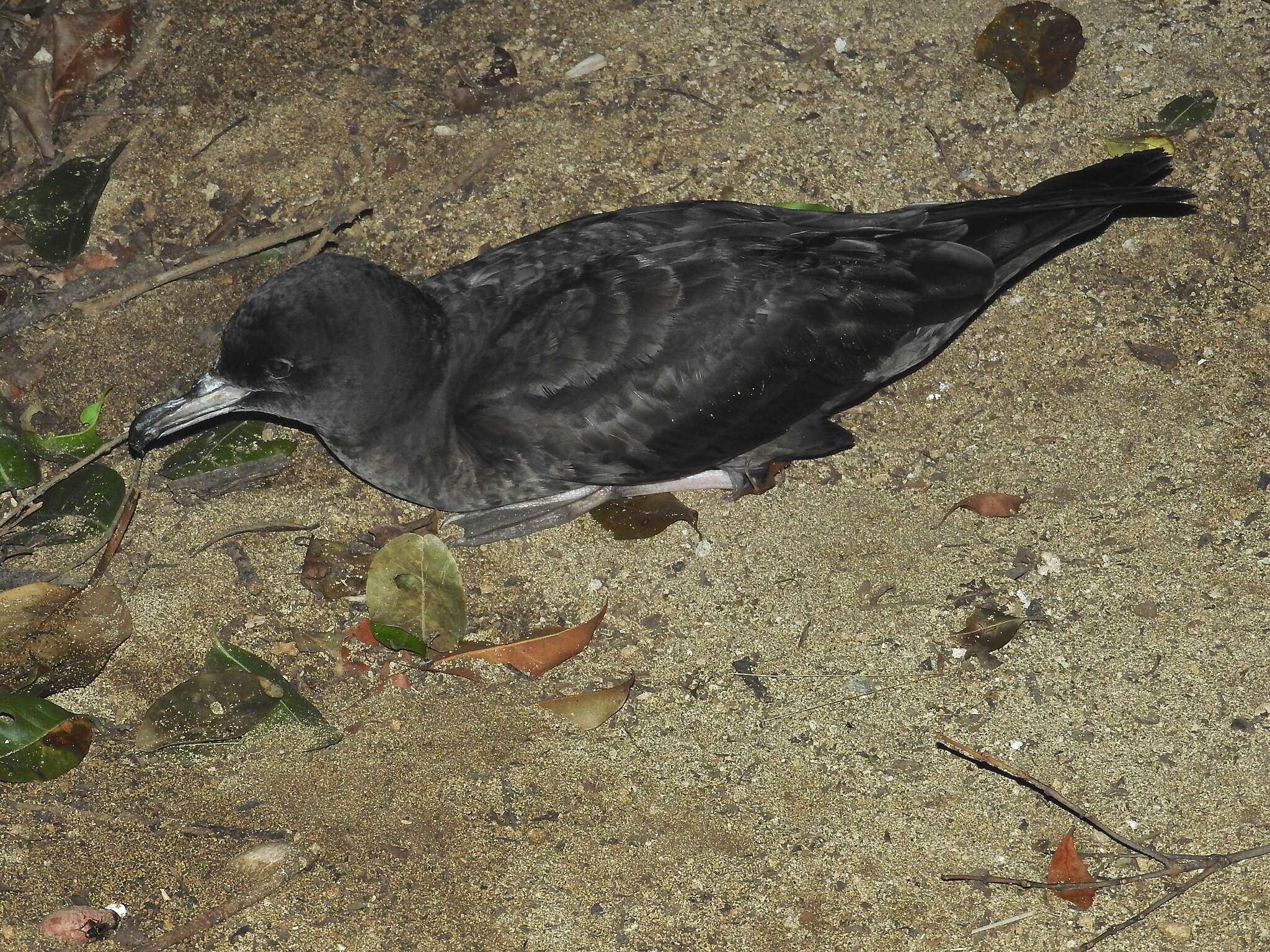 Image of Flesh-footed Shearwater