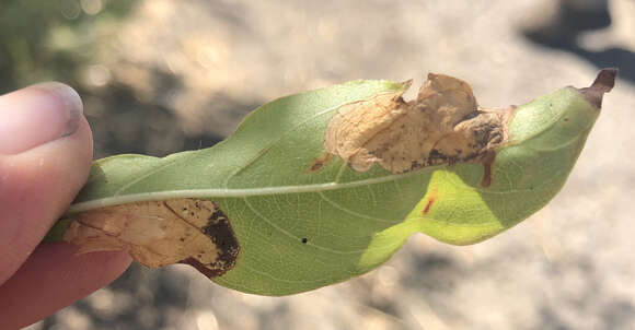 Image of Mompha cephalanthiella Chambers 1871