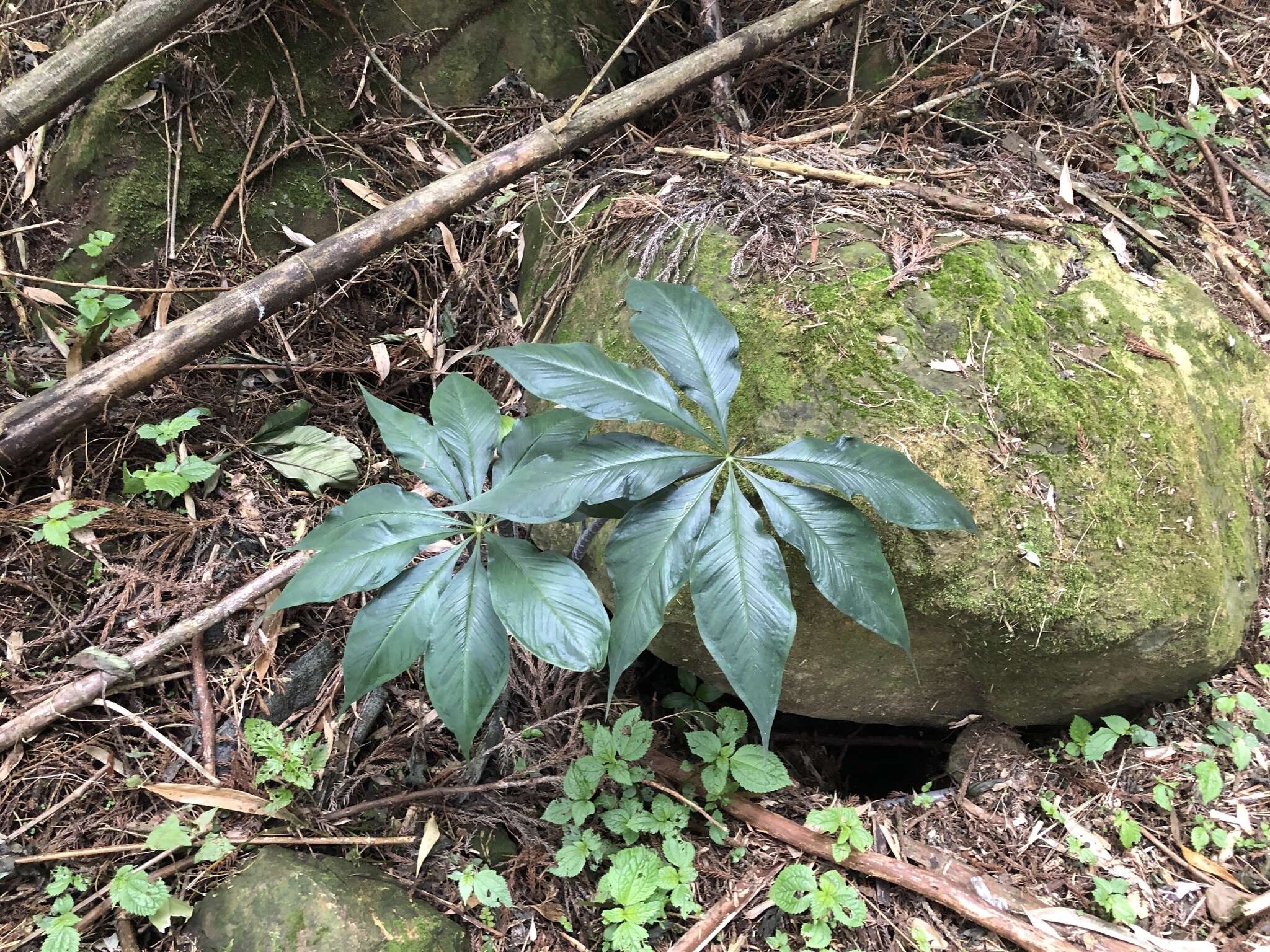 Image of Arisaema formosanum (Hayata) Hayata