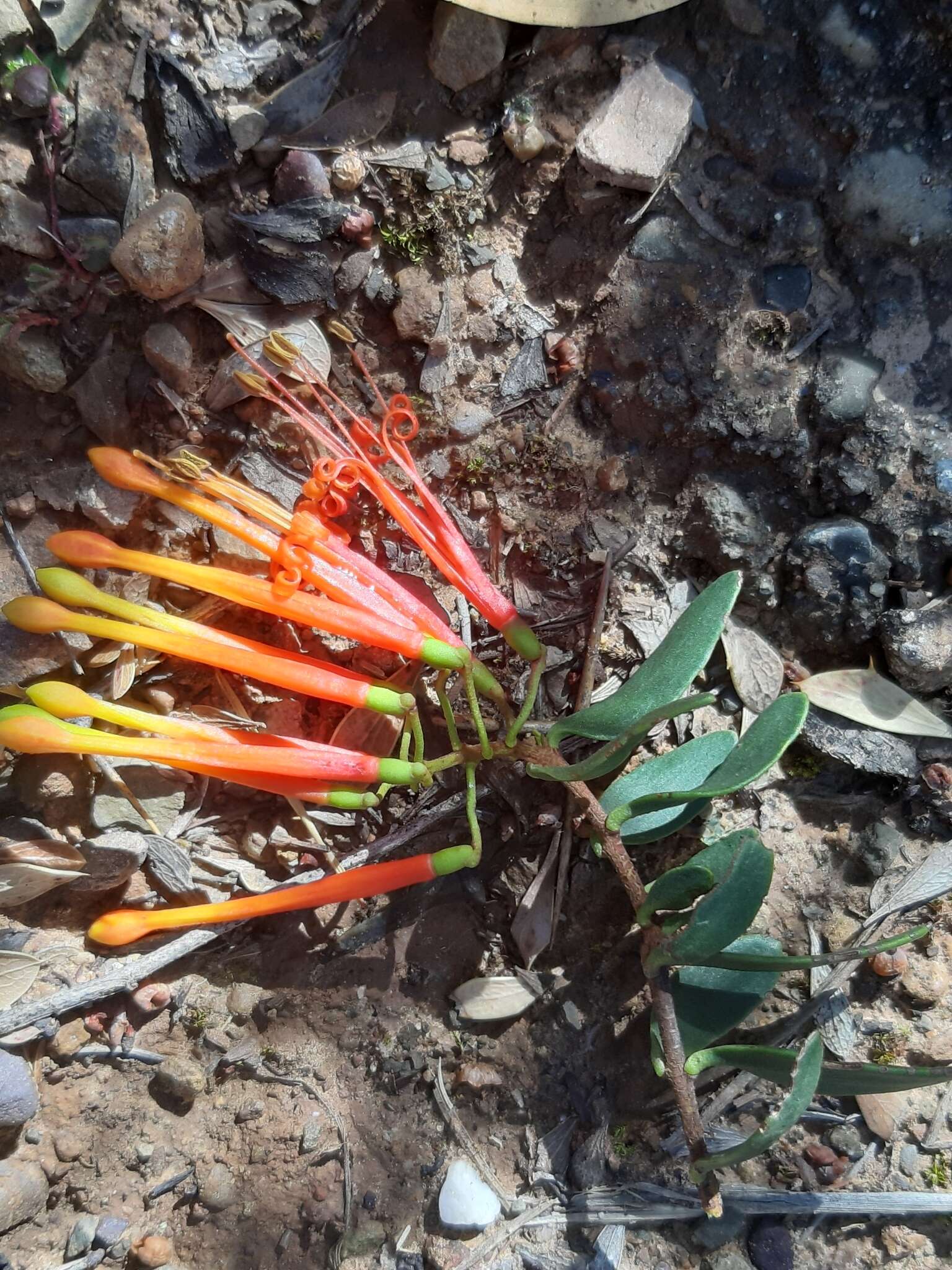 Image of Tristerix penduliflorus J. Kuijt