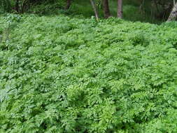 Image of poison hemlock