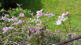 صورة Clematis montana Buch.-Ham. ex DC.