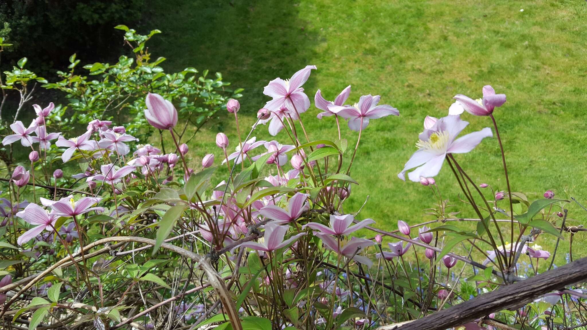 Image of Himalayan Clematis