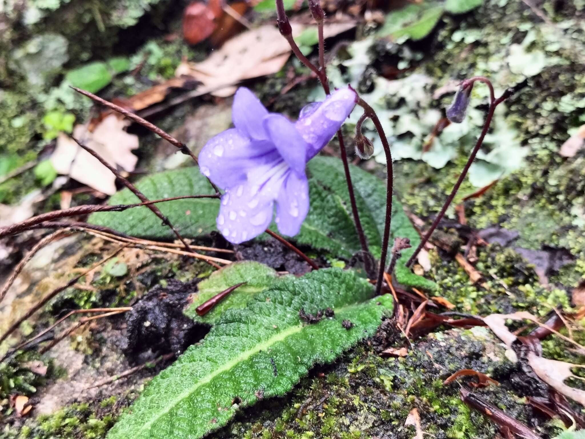 Sivun Streptocarpus modestus L. L. Britten kuva