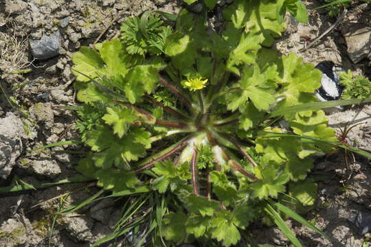 Image of smallflower buttercup