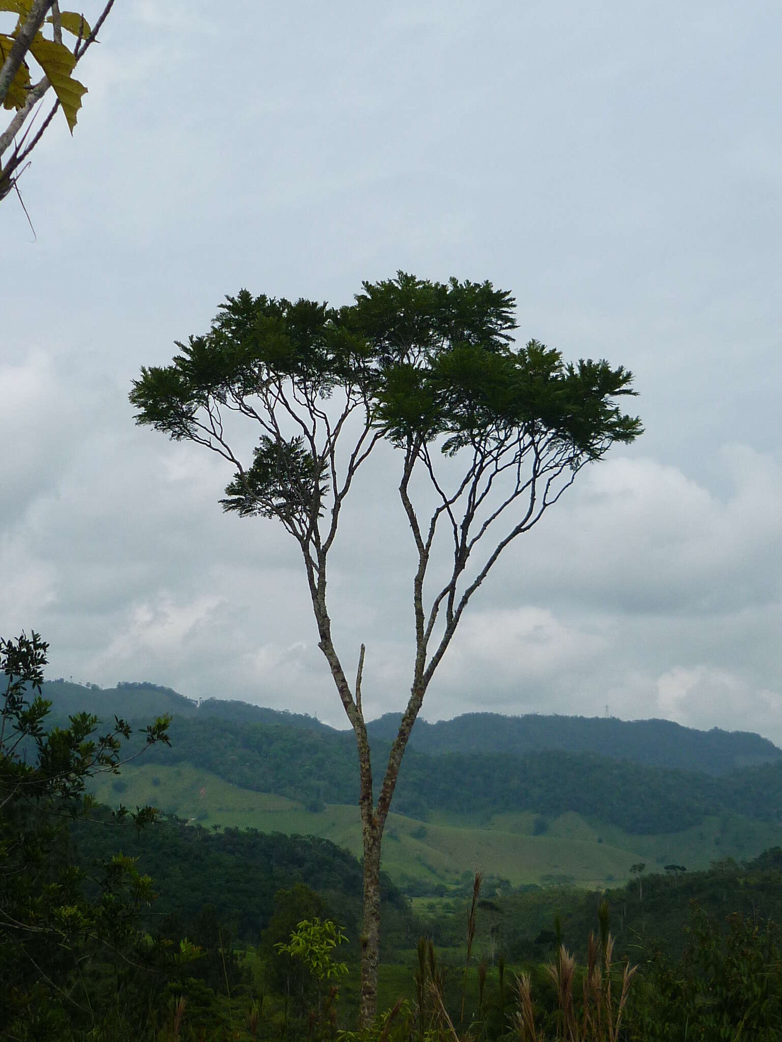 صورة Jacaranda copaia (Aubl.) D. Don