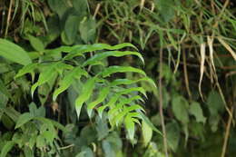 Image of Pteris formosana Bak.