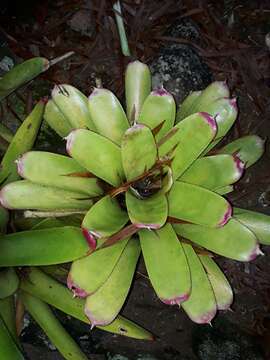 Image of Neoregelia cruenta (Graham) L. B. Sm.