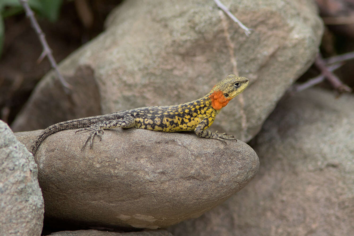 Image of Himalayan Agama