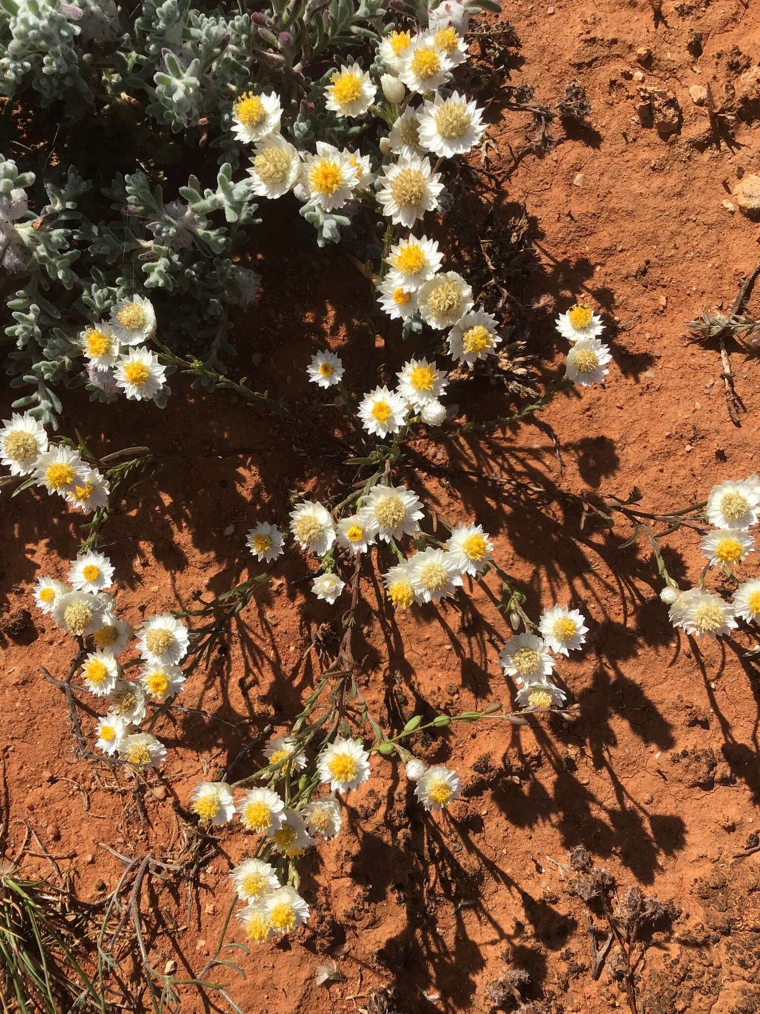 Image of Common White Sunray