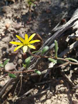 Imagem de Gorteria piloselloides (Cass.) Stångb. & Anderb.