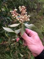 Viburnum nudum var. cassinoides (L.) Torr. & A. Gray的圖片