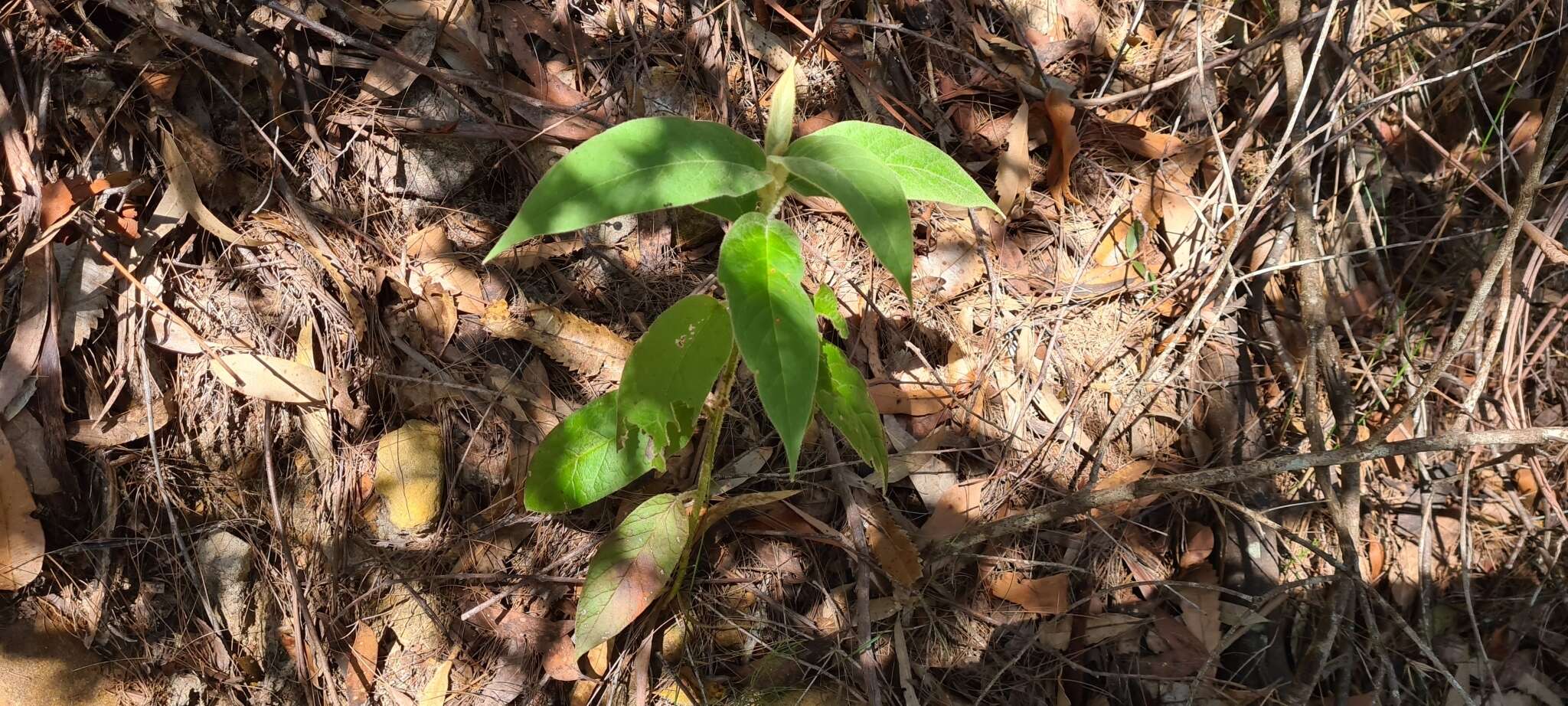 Image of Astrotricha floccosa DC.