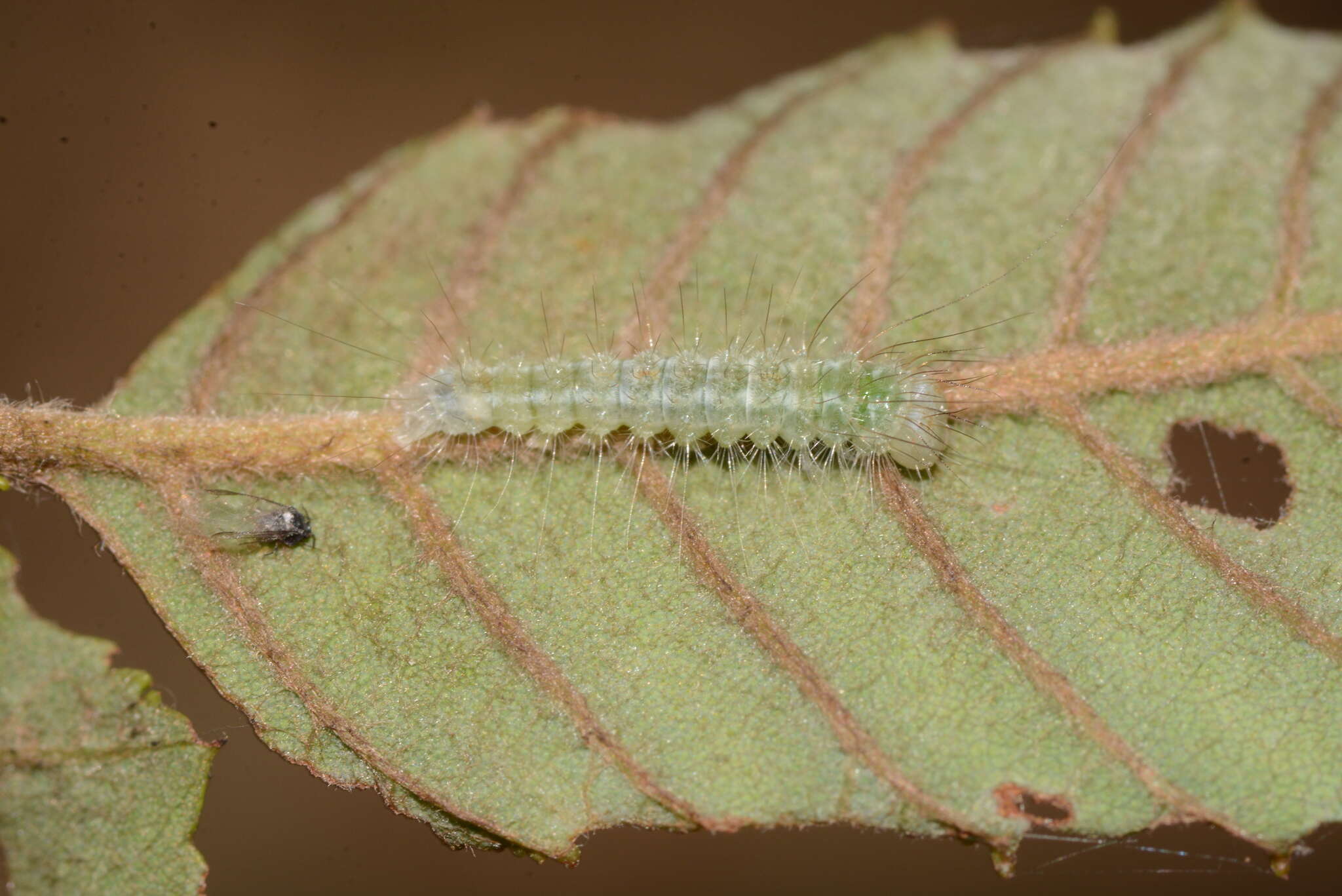 Image of Birch Dagger Moth