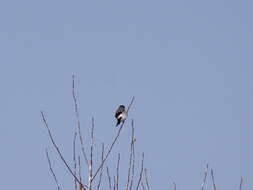 Image of Baikal Bullfinch