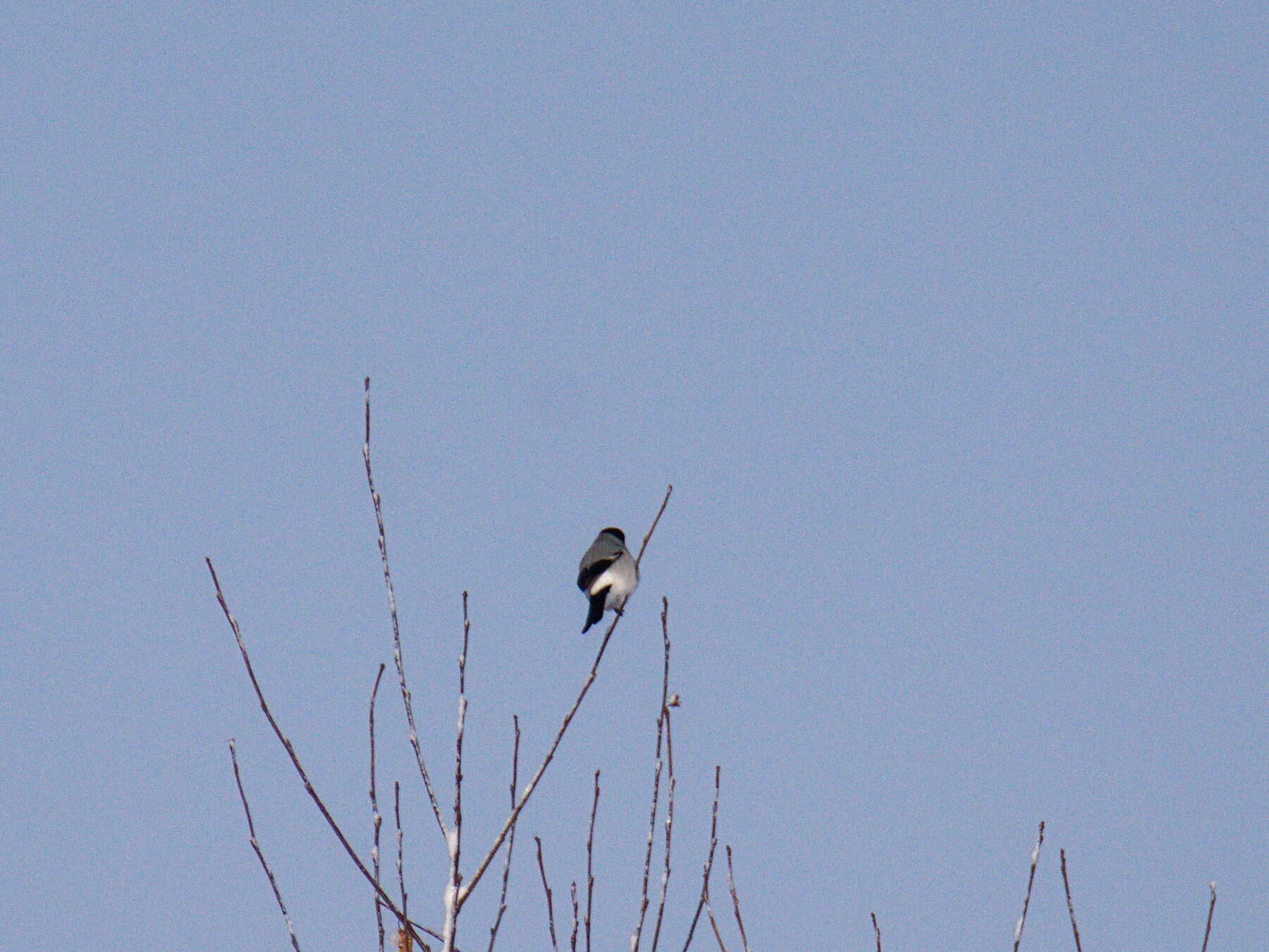 Image of Baikal Bullfinch