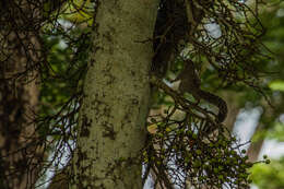 Image of Mutable Sun Squirrel