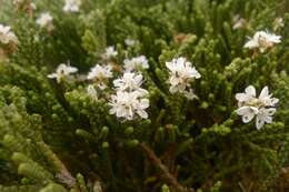 Veronica hectorii subsp. coarctata (Cheesem.) Garn.-Jones resmi