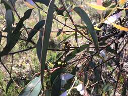 Image of Eucalyptus nortonii (Blakely) L. A. S. Johnson