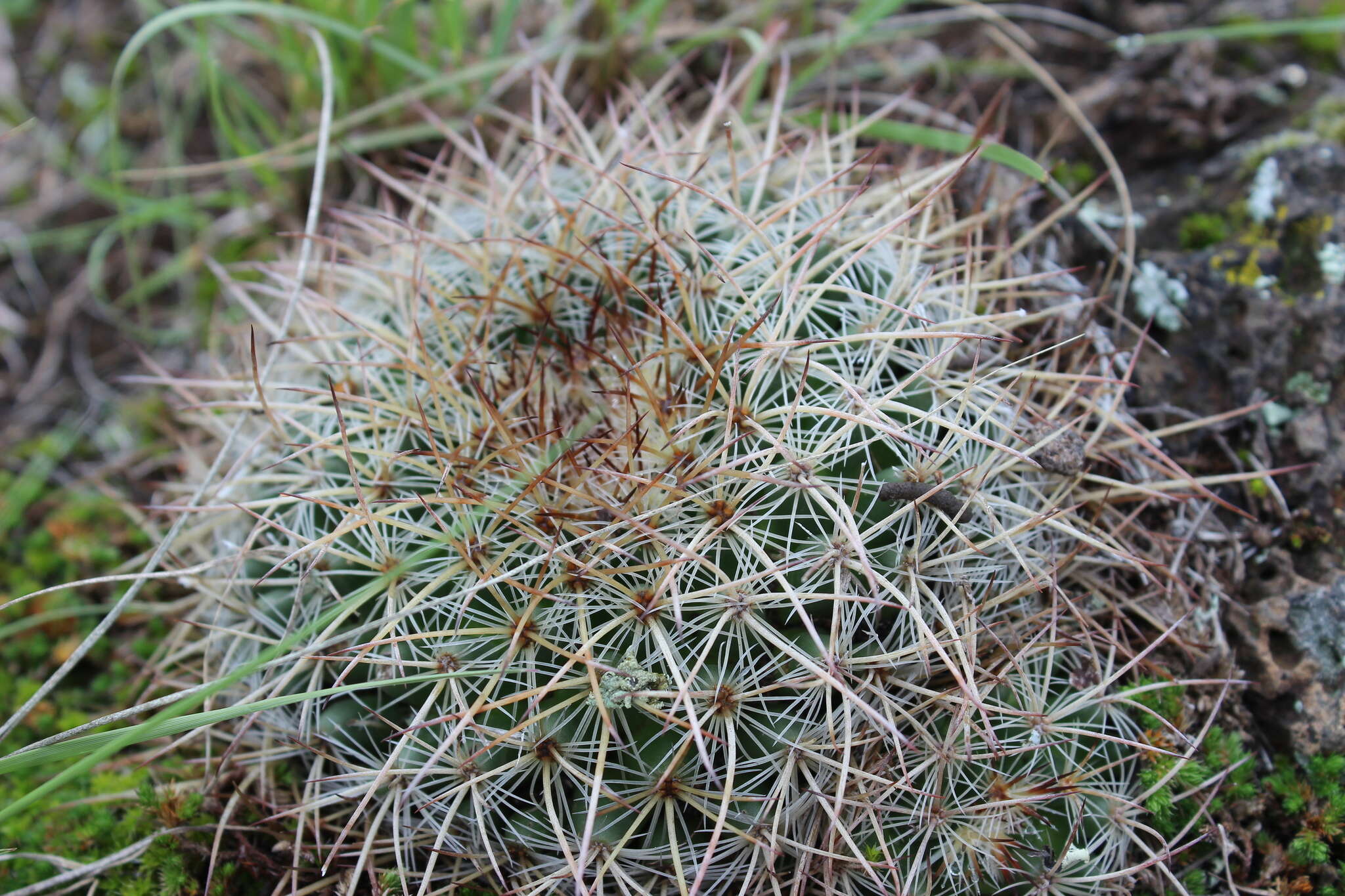 Image de Mammillaria discolor Haw.