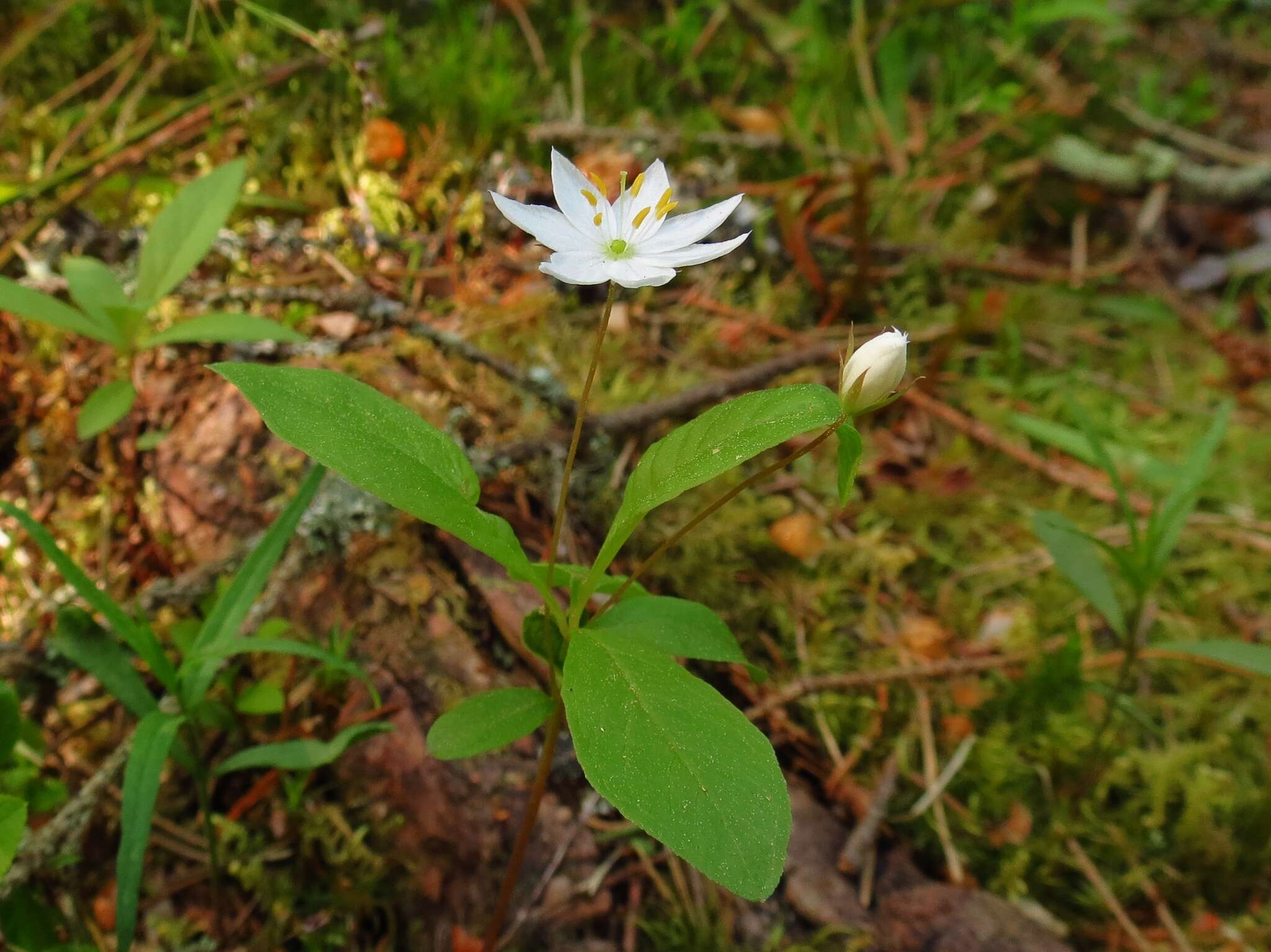 Image of Lysimachia europaea (L.) U. Manns & Anderb.