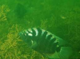 Image of Flier cichlid