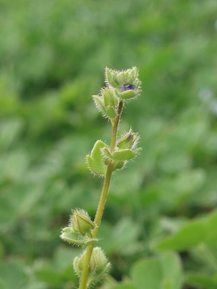 Image of Veronica triloba (Opiz) Kern.