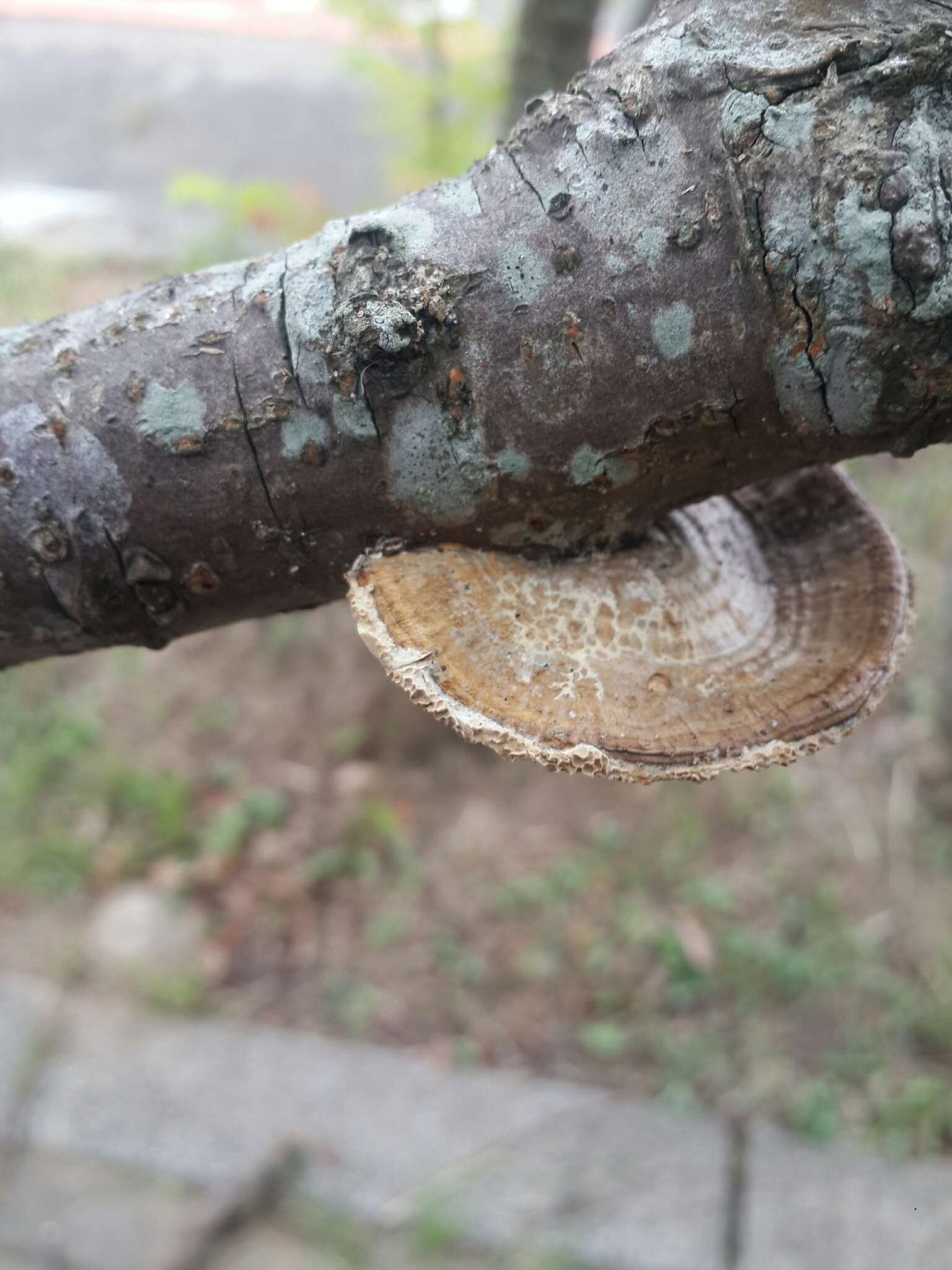 Sivun Trametes apiaria (Pers.) Zmitr., Wasser & Ezhov 2012 kuva