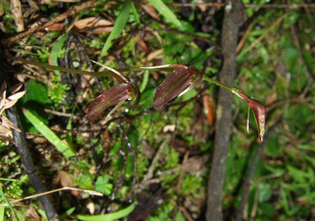 Sivun Cyrtostylis robusta D. L. Jones & M. A. Clem. kuva