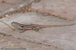 Image of Sceloporus variabilis marmoratus Hallowell 1852