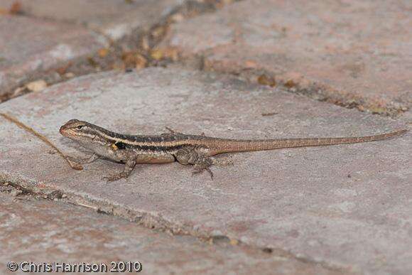 Image of Sceloporus variabilis marmoratus Hallowell 1852