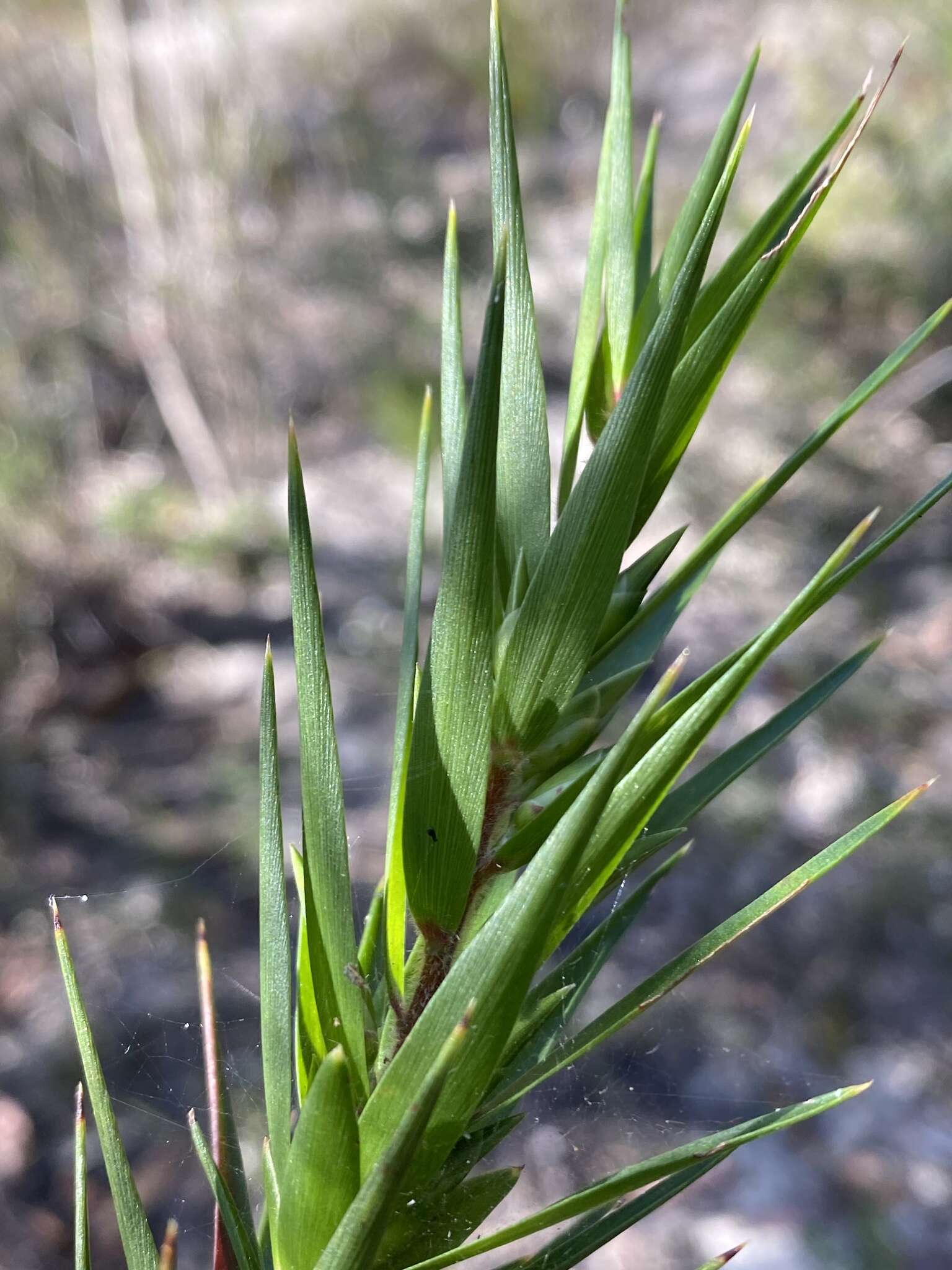 Image of Styphelia longifolia R. Br.