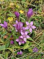 Image of Rough Gentian