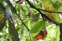 Image of avocado