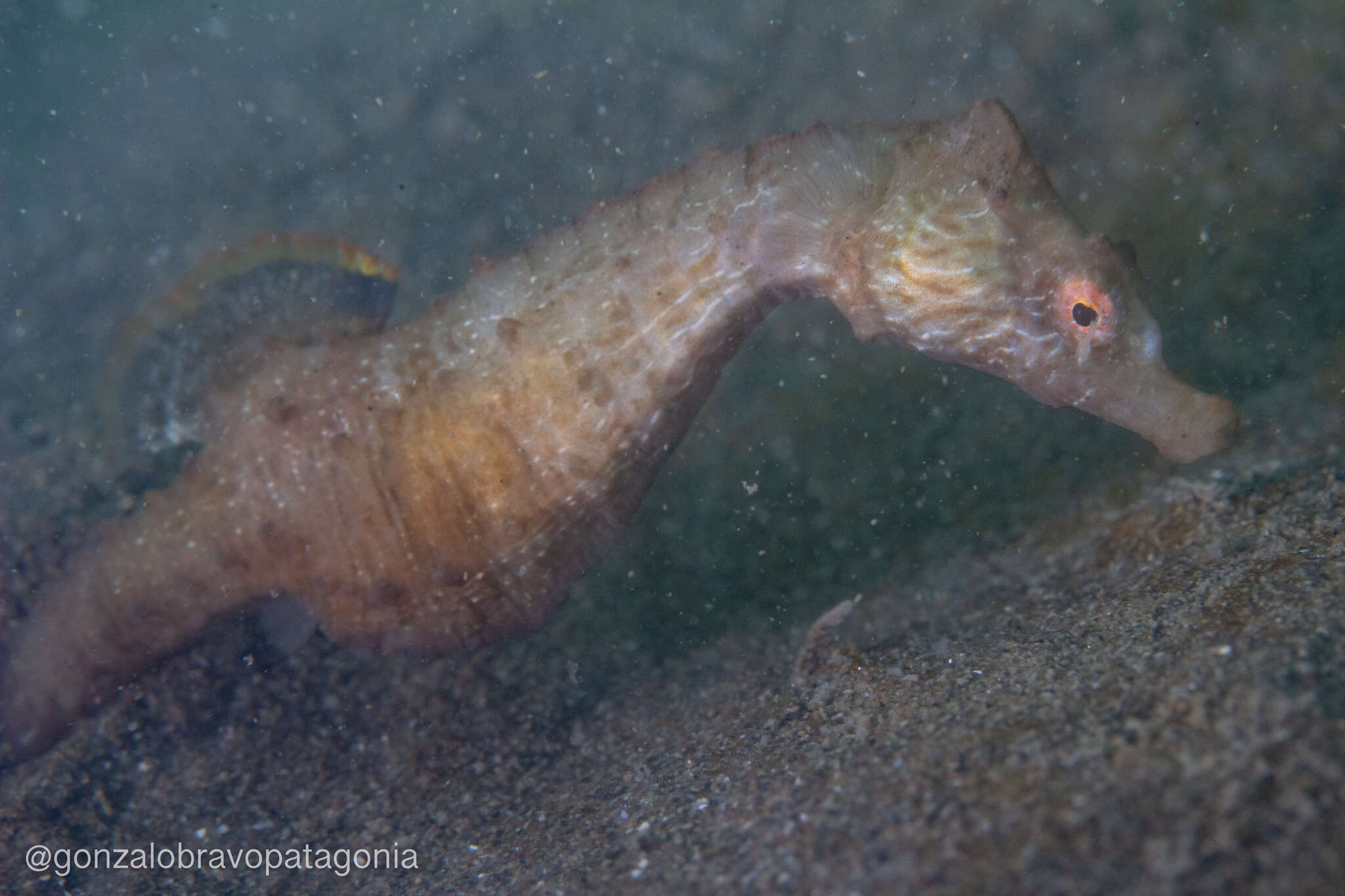 Image of Patagonian Seahorse