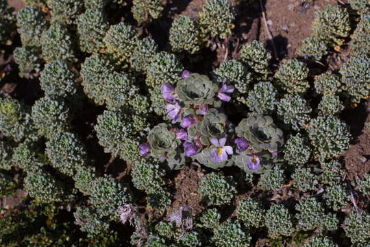 Imagem de Viola columnaris Skottsb.