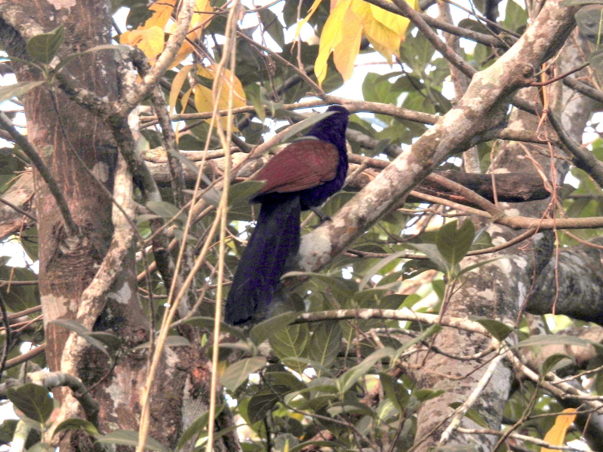 Imagem de Centropus sinensis parroti Stresemann 1913