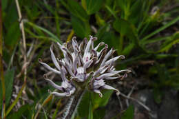 صورة <i>Oxypetalum marchesii</i>