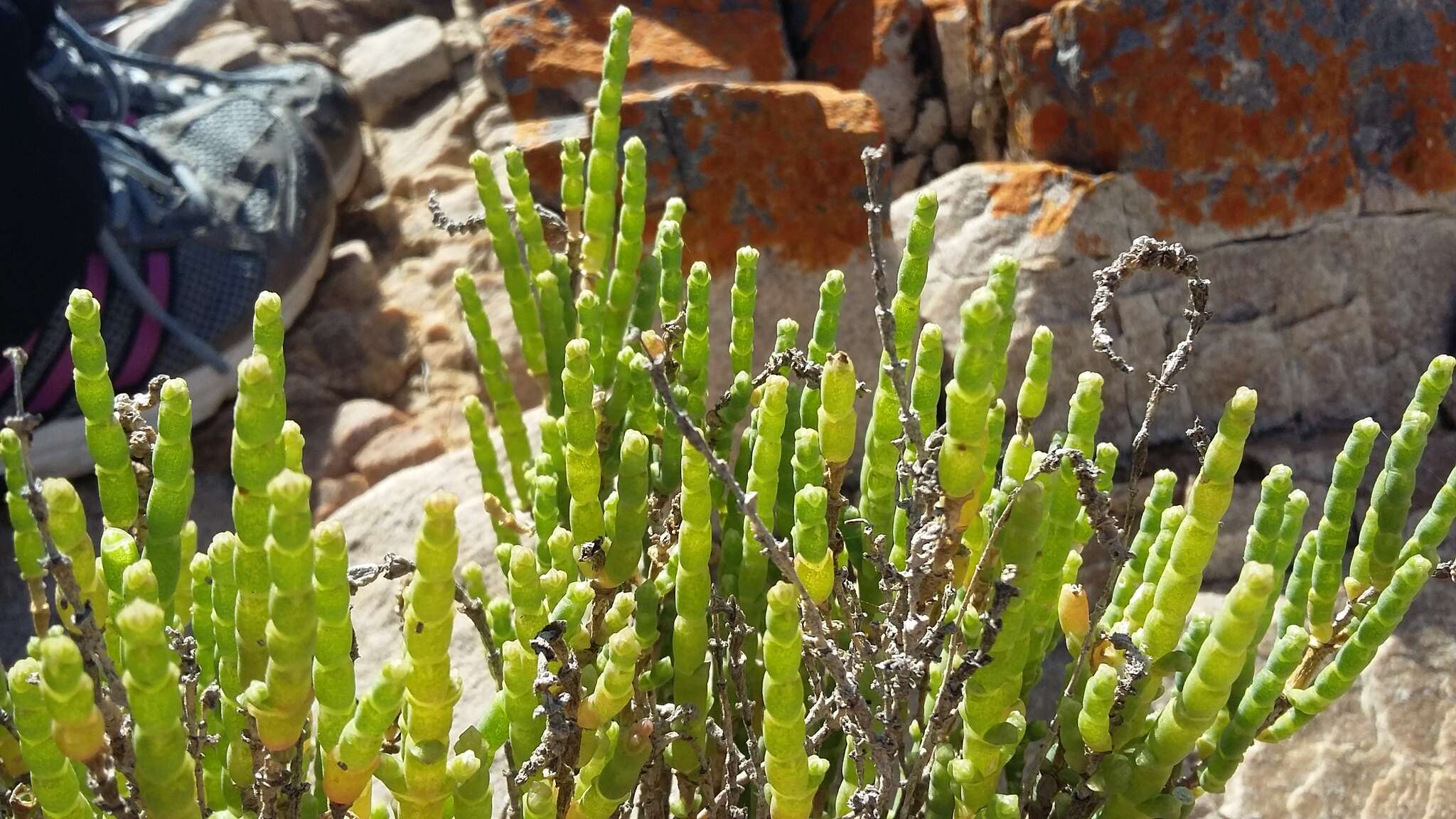 Image of Salicornia littorea (Moss) Piirainen & G. Kadereit