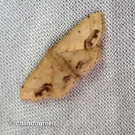 Image de Idaea chotaria Swinhoe 1886