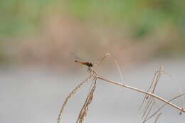 Image of Coastal Glider