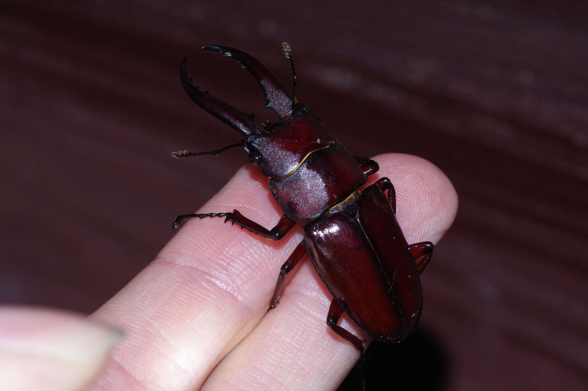 Imagem de Prosopocoilus (Psalidoremus) dissimilis Boileau 1898