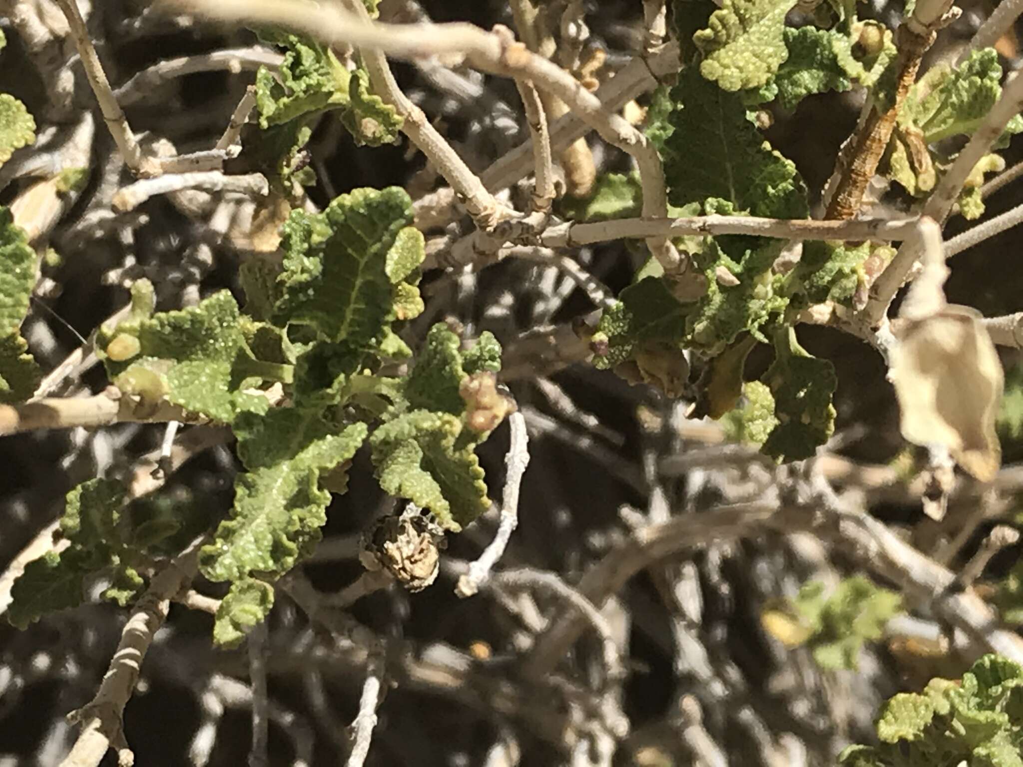 Image of Mojave sage