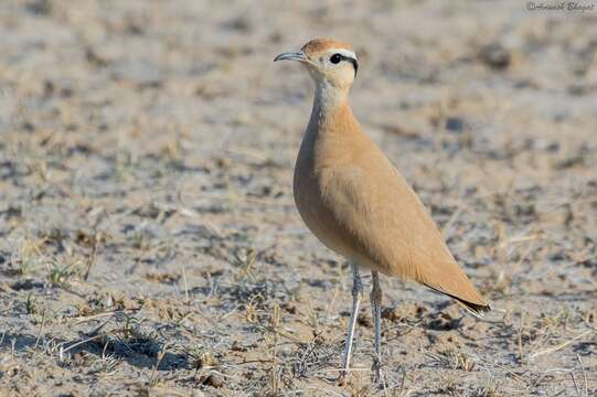 Image of Cream-colored Courser