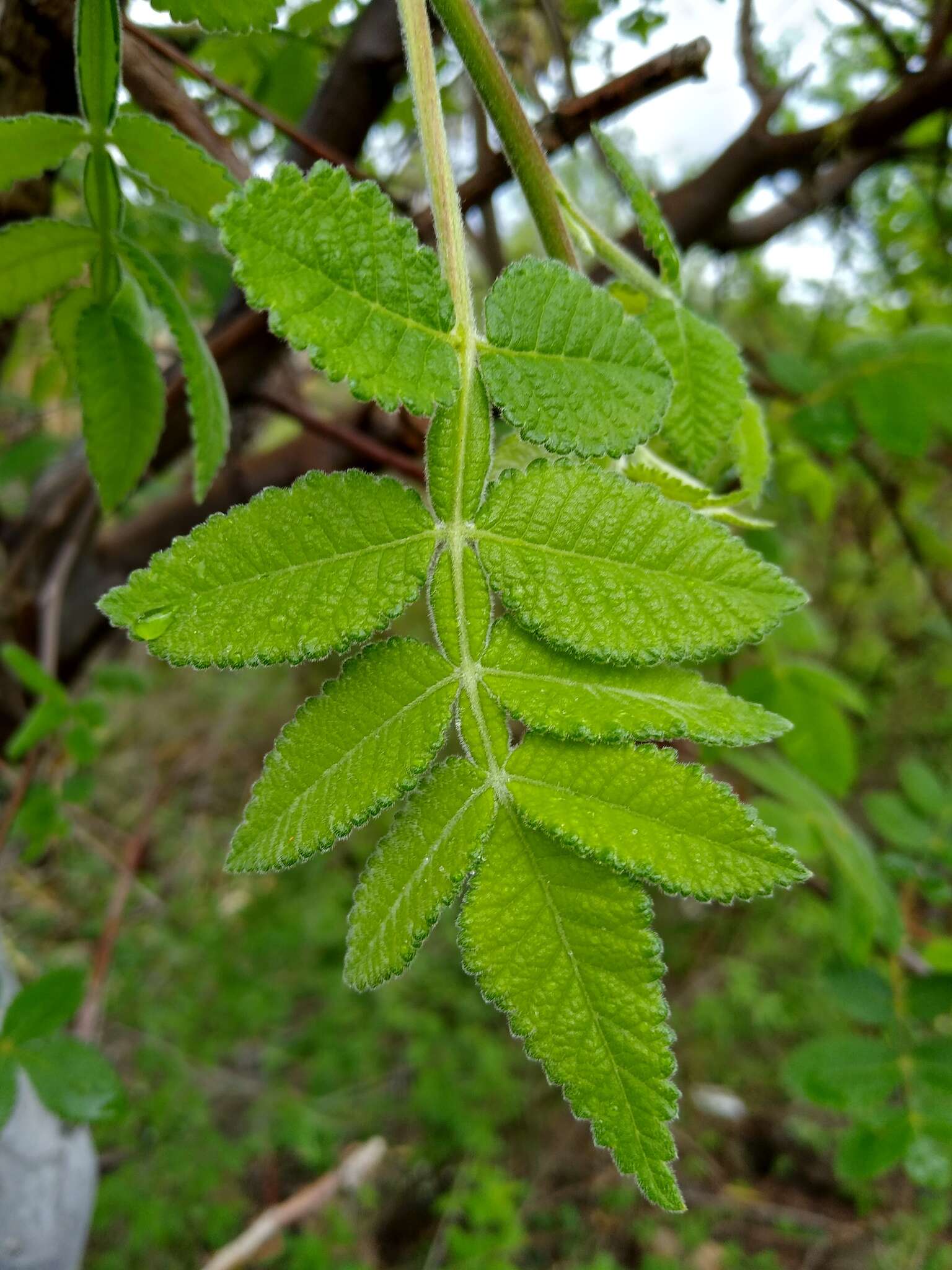 Image de Bursera palmeri S. Wats.