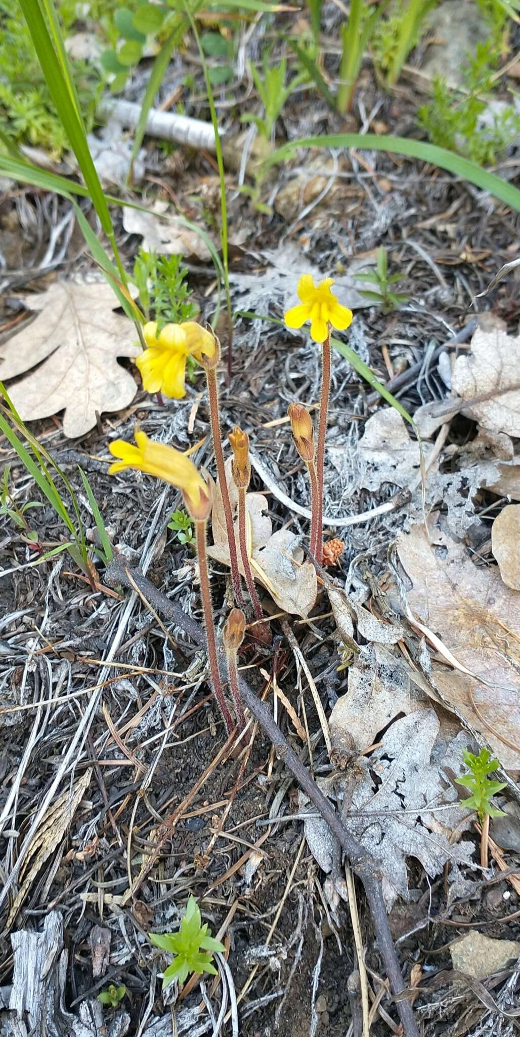 Imagem de Aphyllon epigalium Colwell & A. C. Schneid.