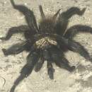 Image of Euagrus mexicanus Ausserer 1875