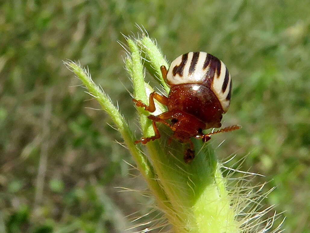 Слика од Leptinotarsa peninsularis Horn 1894