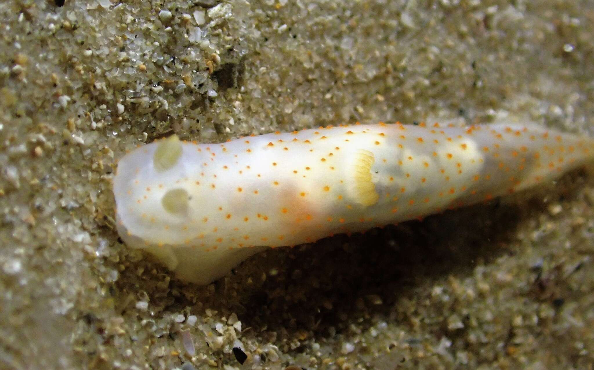 Image of Gymnodoris alba (Bergh 1877)